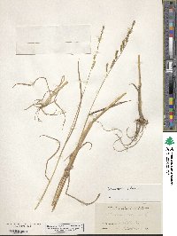 Echinochloa colona image