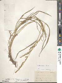 Echinochloa colona image