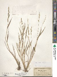 Echinochloa colona image