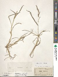 Echinochloa colona image