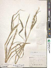 Echinochloa colona image