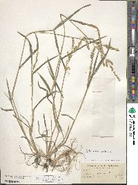 Echinochloa colona image