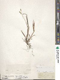 Echinochloa colona image