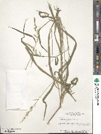 Echinochloa colona image