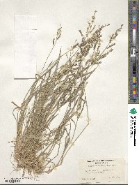 Echinochloa colona image