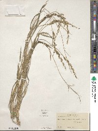 Echinochloa colona image