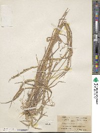 Echinochloa colona image