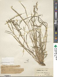 Echinochloa colona image