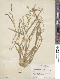 Echinochloa colona image