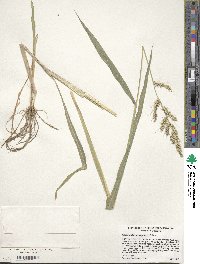 Echinochloa crus-galli image