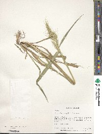 Echinochloa crus-galli image