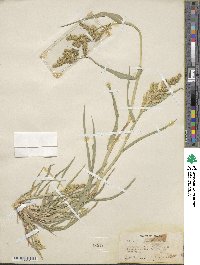 Echinochloa crus-galli image