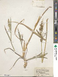 Echinochloa crus-galli image