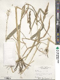 Echinochloa crus-galli image