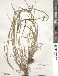 Echinochloa crus-galli image