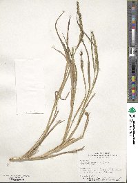 Echinochloa crus-galli image