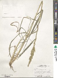 Echinochloa crus-galli image