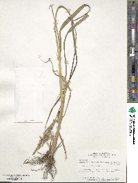 Echinochloa crus-galli image