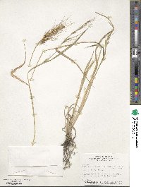 Echinochloa crus-galli image