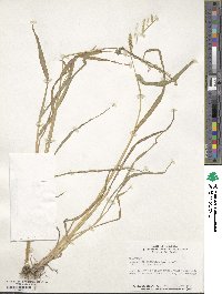 Echinochloa crus-galli image