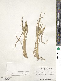 Echinochloa crus-galli image