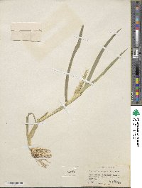 Echinochloa crus-galli image