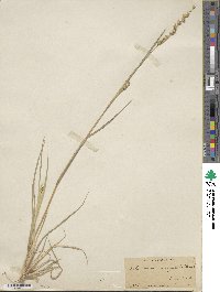 Echinochloa crus-galli image