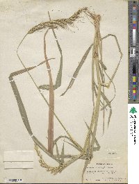 Echinochloa crus-galli image