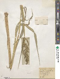 Echinochloa crus-galli image