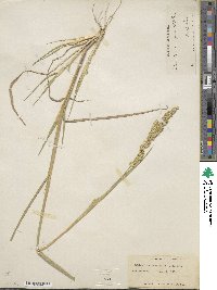 Echinochloa crus-galli image