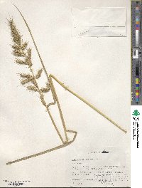 Echinochloa crus-galli image