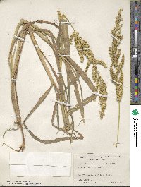 Echinochloa crus-galli image