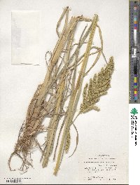 Echinochloa crus-galli image