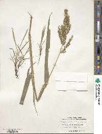 Echinochloa crus-galli image