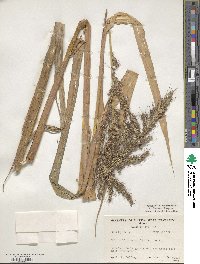 Echinochloa crus-galli image