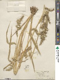 Echinochloa crus-galli image