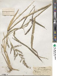 Echinochloa crus-galli image