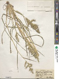 Echinochloa crus-galli image