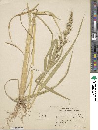 Echinochloa crus-galli image