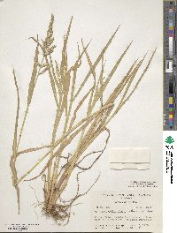 Echinochloa crus-galli image