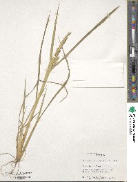 Echinochloa crus-galli image