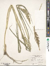 Echinochloa crus-galli image