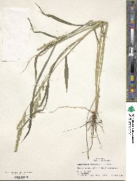 Echinochloa crus-galli image