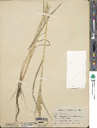 Echinochloa crus-galli image