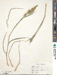 Echinochloa crus-galli image