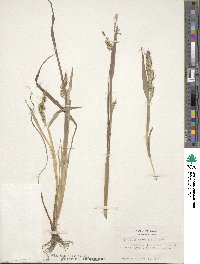 Echinochloa crus-galli image