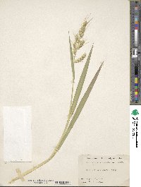 Echinochloa crus-galli image