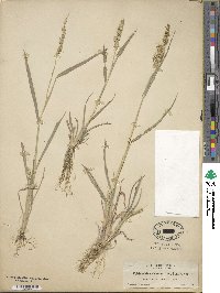 Echinochloa crus-galli image