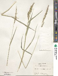 Echinochloa crus-galli image