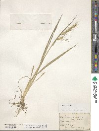 Echinochloa crus-galli image